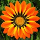 30+ SEEDS ORANGE PEACOCK GAZANIA FLOWER SEEDS RESEEDING ANNUAL (Seeds)