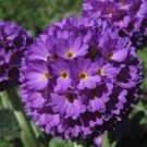 30+ SEEDS VIOLET BLUE PRIMULA PRIMROSE FLOWER SEEDS PERENNIAL PARTIAL SHADE (Seeds) 30+ SEEDS VIOLET BLUE PRIMULA PRIMROSE FLOWER SEEDS PERENNIAL PARTIAL SHADE (Seeds)