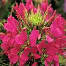30+ SEEDS GIANT ROSE QUEEN CLEOME SPIDER FLOWER SEEDS PERENNIAL (Seeds)