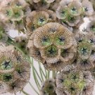 35+ SEEDS STARFLOWER PINCUSHION SCABIOSA FLOWER SEEDS PERENNIAL (Seeds)