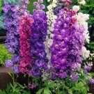25+ SEEDS GIANT DELPHINIUM FLOWER SEEDS MIX PERENNIAL (Seeds)