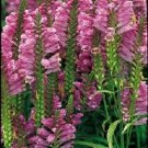 40+ SEEDS ROSE COLORED OBEDIENT PLANT FALSE DRAGON FLOWER SEEDS PERENNIAL (Seeds)