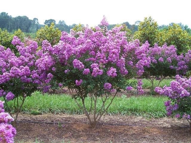 35+ SEEDS LILAC CRAPE MYRTLE TREE SHRUB FLOWER (Seeds)