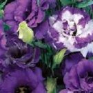 20+ SEEDS LISIANTHUS PURPLE AND PURPLE PICOTEE FLOWER SEEDS MIX LONG LASTIN ANNUAL (Seeds)
