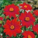 35+ SEEDS RED TORCH MEXICAN SUNFLOWER SEEDS LONG LASTING ANNUAL (Seeds)