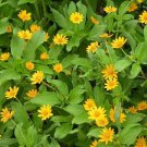 25+ SEEDS MELAMPODIUM DERBY MEDALLION FLOWER BUTTER DAISY SELF-SEEDING ANNUAL (Seeds)