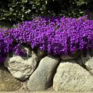50+ SEEDS AUBRIETA BRIGHT PURPLE ROCK CRESS FLOWER SEEDS PERENNIAL (Seeds)