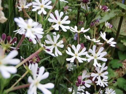 25+ SEEDS EVENING PHLOX MIDNIGHT CANDY SELF-SEEDING ANNUAL HIGHLY FRAGRANT (Seeds)