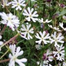 25+ SEEDS EVENING PHLOX MIDNIGHT CANDY SELF-SEEDING ANNUAL HIGHLY FRAGRANT (Seeds)