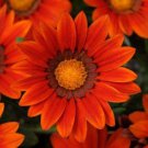 30+ SEEDS GAZANIA NEW DAY BRONZE FLOWER SEEDS RESEEDING ANNUAL (Seeds)
