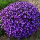 60+ SEEDS AUBRIETA VIOLET QUEEN ROCK CRESS FLOWER SEEDS PERENNIAL (Seeds)