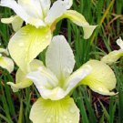 20+ SEEDS YELLOW AND WHITE IRIS SIBERICA FLOWER (Seeds)