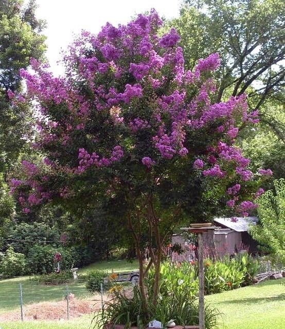 25+ SEEDS PURPLE CRAPE MYRTLE TREE SHRUB FLOWER(Seeds)