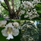30+ SEEDS NORTHERN CATAPULA TREE SEEDS FAST GROWING GORGEOUS FLOWERS (Seeds) 30+ SEEDS NORTHERN CATAPULA TREE SEEDS FAST GROWING GORGEOUS FLOWERS (Seeds)