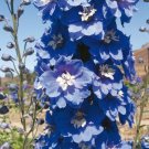 25+ SEEDS MAGIC FOUNTAINS MID BLUE W/ WHITE BEE DELPHINIUM FLOWER SEEDS PERENNIAL (Seeds)