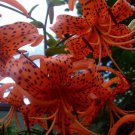25+ SEEDS LILIUM TURKS CAP LILY FLOWER SEEDS PERENNIAL (Seeds)