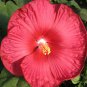 15+ SEEDS RED DINNER PLATE HIBISCUS FLOWER SEEDS HUGE 10-12 INCH BLOOMS PERENNIAL (Seeds)