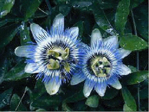 10+ SEEDS Passiflora Caerulea Blue Passion Flower (Seeds)