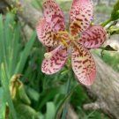 20+ SEEDS Belamcanda Freckle Face Lily (Seeds)