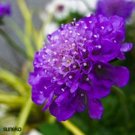 25+ SEEDS DARK PURPLE SCABIOSA PINCUSHION FLOWER SEEDS PERENNIAL (Seeds)