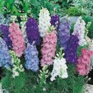 40+ SEEDS DWARF DELPHINIUM AJACIS LARKSPUR FLOWER SEEDS MIX EARLY BLOOMING ANNUAL (Seeds)
