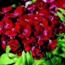 40+ SEEDS SWEET WILLIAM DIANTHUS BARBARINI RED PERENNIAL FLOWER (Seeds)