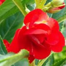 40+ SEEDS HEIRLOOM RED BALSAM FLOWER SEEDS PERENNIAL (Seeds)