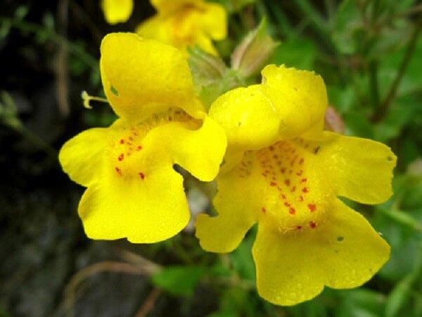 60+ SEEDS YELLOW MIMULUS "MONKEY FLOWER" FLOWER SEEDS LONG LASTING ANNUAL (Seeds)