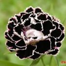 30+ SEEDS BLACK / WHITE CARNATION FLOWER SEEDS PERENNIAL (Seeds)