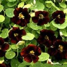 35+ SEEDS BLACK VELVET NASTURTIUM FLOWER SEEDS Long Lasting ANNUAL (Seeds) 35+ SEEDS BLACK VELVET NASTURTIUM FLOWER SEEDS Long Lasting ANNUAL (Seeds)