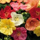 15+ SEEDS ABUTILON HYBISCUS-LIKE FLOWERING MAPLE PERENNIAL SEED MIX (Seeds)