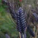 25+ SEEDS TRITICUM AESTIVUM BLACK KNIGHT WHEAT FLOWER SEEDS DECORATIVE ORNAMENTAL (Seeds)