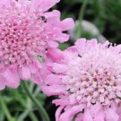 25+ SEEDS PINK DIAMONDS SCABIOSA PINCUSHION FLOWER SEEDS PERENNIAL (Seeds)