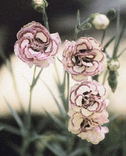 30+ SEEDS RASPBERRY RIPPLE CARNATION FLOWER SEEDS PERENNIAL DIANTHUS (Seeds)