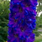 25+ SEEDS PACIFIC GIANT BLACK KNIGHT DELPHINIUM FLOWER SEEDS PERENNIAL (Seeds)