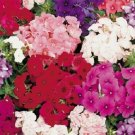 30+ SEEDS FRAGRANT DWARF PHLOX PETTICOAT FLOWER SEED MIX / SHADE PERENNIAL (Seeds)