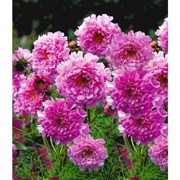 40+ SEEDS COSMOS DOUBLE CLICK ROSE FLOWER SEEDS LONG LASTING ANNUAL (Seeds)