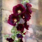 30+ SEEDS MAROON GIANT DANISH HOLLYHOCK FLOWER SEEDS PERENNIAL (Seeds)