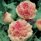 50+ SEEDS FLEMISH ANTIQUE BI-COLOR POPPY FLOWER SEEDS PAPAVER RARE PERENNIA (Seeds)
