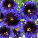 30+ SEEDS VELVETY KEW BLUE SALPIGLOSSIS FLOWER SEEDS ANNUAL (Seeds)