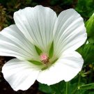 20+ SEEDS WHITE MALOPE TRIFIDA FLOWER SEEDS MALLOW ANNUAL EARLY SPRING BLOOM (Seeds)