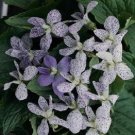 35+ SEEDS VIOLA SORORIA FRECKLES FLOWER SEEDS SHADE PERENNIAL (Seeds)