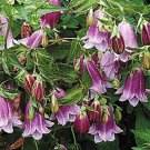 40+ LAVENDER HEIRLOOM CAMPANULA PUNCTATA PERENNIAL FLOWER SEEDS / GREAT GIFT