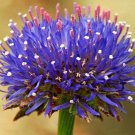 40+ SEEDS JASIONE BLUE LIGHT FLOWER SEEDS SCABIOSA PINCUSHION FAMILY PERENNIAL (Seeds)