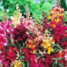 50+ SEEDS FROSTED FLAMES SNAPDRAGON FLOWER SEEDS MIX / VARIGATED LEAVES ANTIRRHINUM (Seeds)