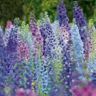 25+ SEEDS GIANT DELPHINIUM MAGIC FOUNTAINS MIX FLOWER SEEDS MIX PERENNIAL (Seeds)