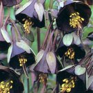25+ SEEDS CHOCOLATE SOLDIER AQUILEGIA CHOCOLATE AND GREEN BI-COLOR PERENNIAL (Seeds)