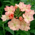 35+ SEEDS VERBENA PEACHES AND CREAM PERENNIAL FLOWER (Seeds) 35+ SEEDS VERBENA PEACHES AND CREAM PERENNIAL FLOWER (Seeds)