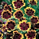 40+ SEEDS CHOCOLATE SCENTED COSMIDIUM FLOWER SEEDS LONG LASTING ANNUAL ANNUAL (Seeds)