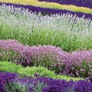 30+ SEEDS MOST FRAGRANT WHITE, RED & PURPLE LAVENDER MIX FLOWER SEEDS PERENNIAL (Seeds)